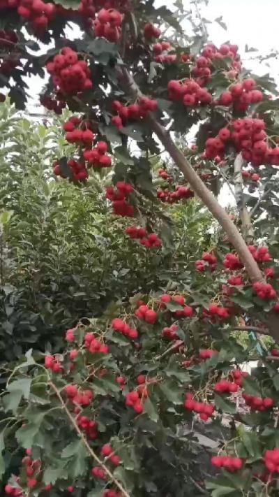 甜红子山楂苗