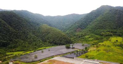 出售滇重楼鲜货。有大量货。欢迎实地考察