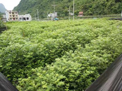 专业供应中花吴茱萸苗