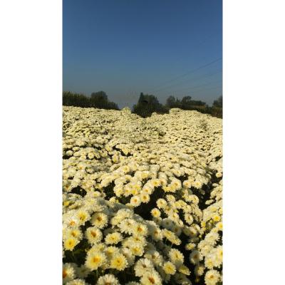 杭白菊