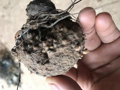 野生黄独量大从优