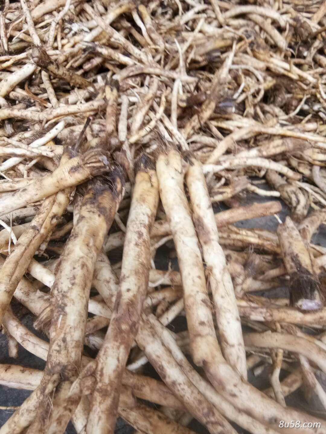 秦艽干货及种子