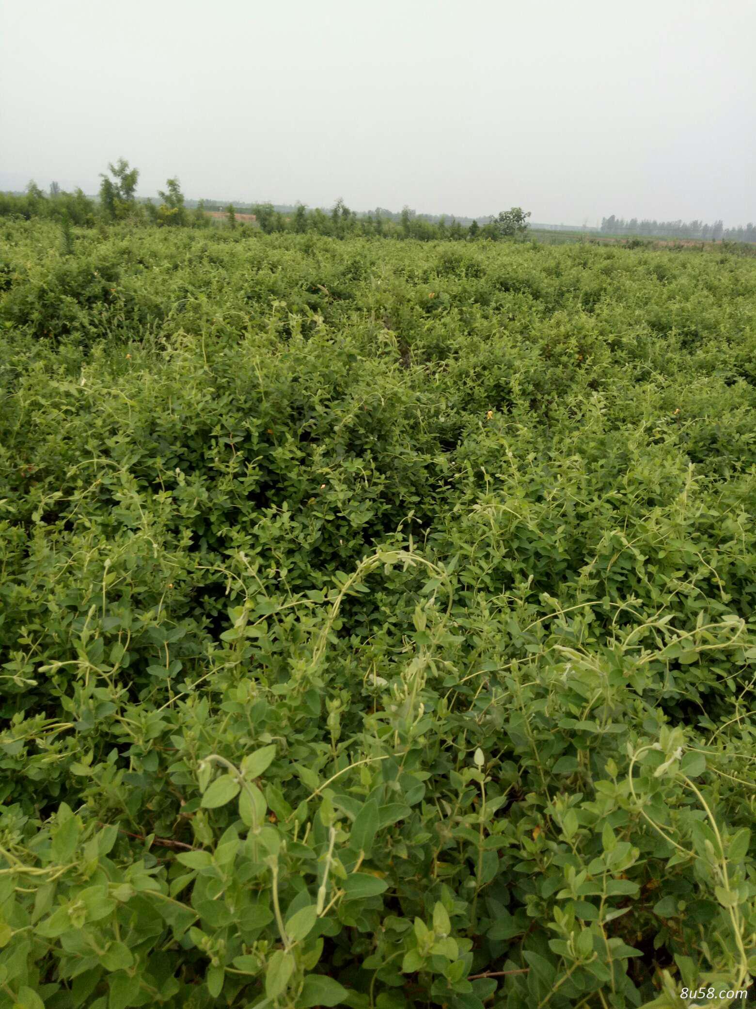产地直供，金银花合作社，金银花苗，欢迎来电洽谈