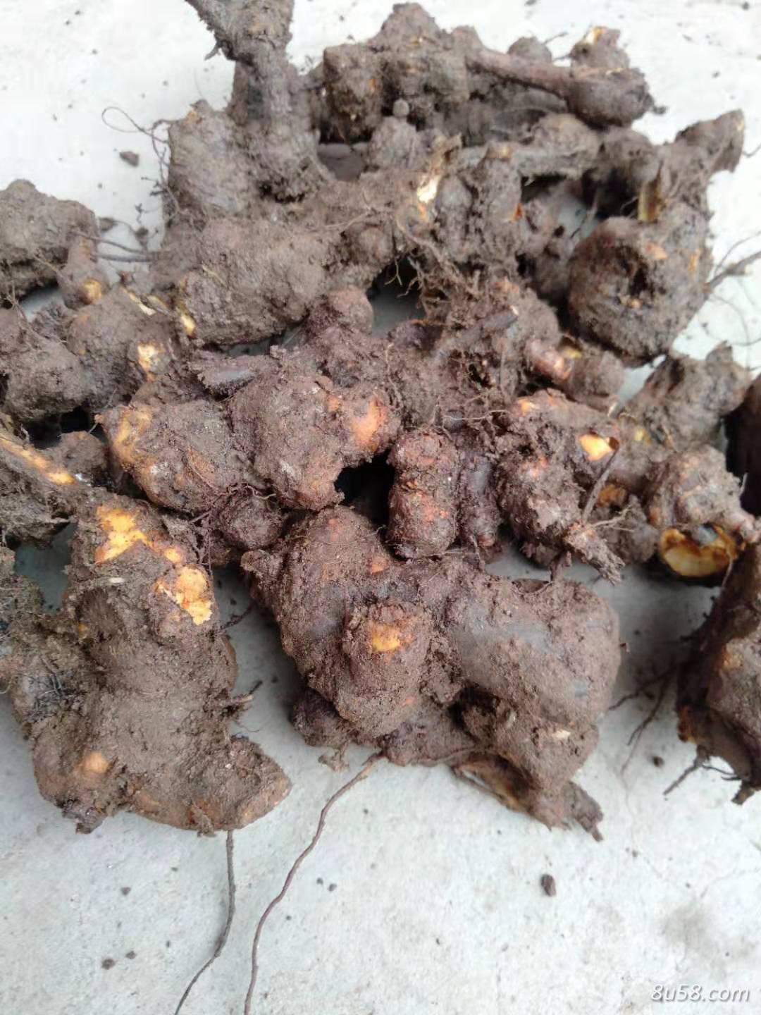 四川金荞麦鲜货出售