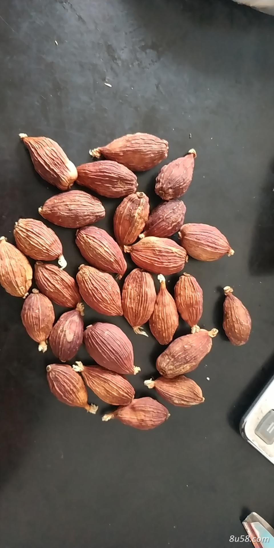 云南草果