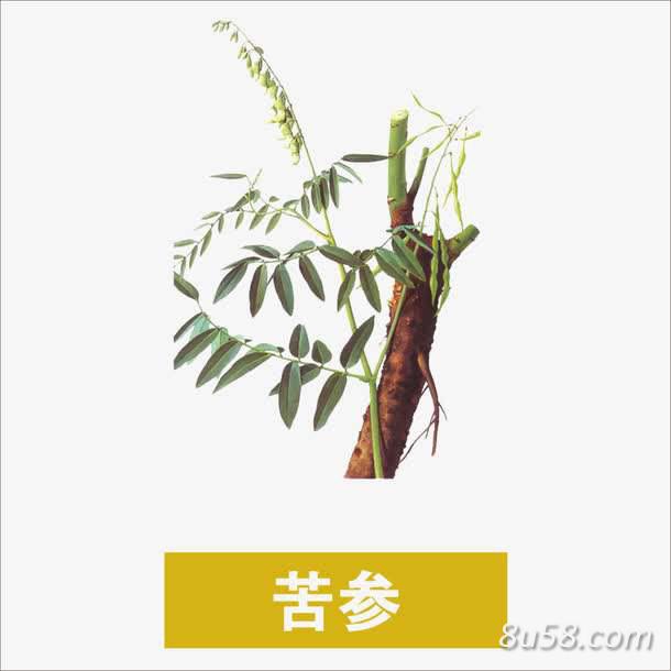 家有长了六七年以上的成年苦参,因为难挖出,所以一直没挖,现在有合适的价格就挖了 家有长了六七年以上的成年苦参,因为难挖出,所以一直没挖,现在有合适的价格就挖了