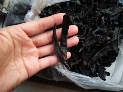 中药材水蛭 清水吊干  无盐矾 野生蚂蝗