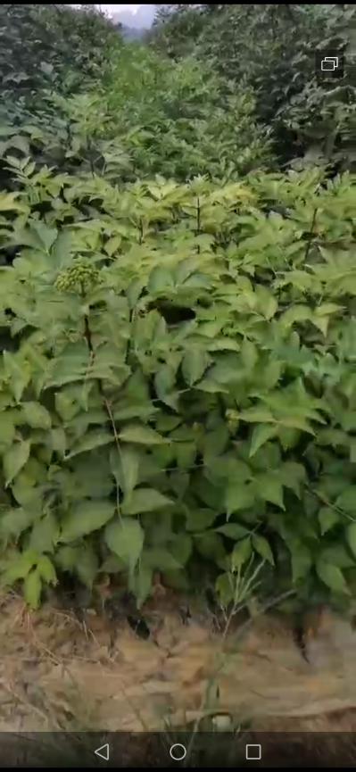 广西柳城优质高产中花吴茱萸