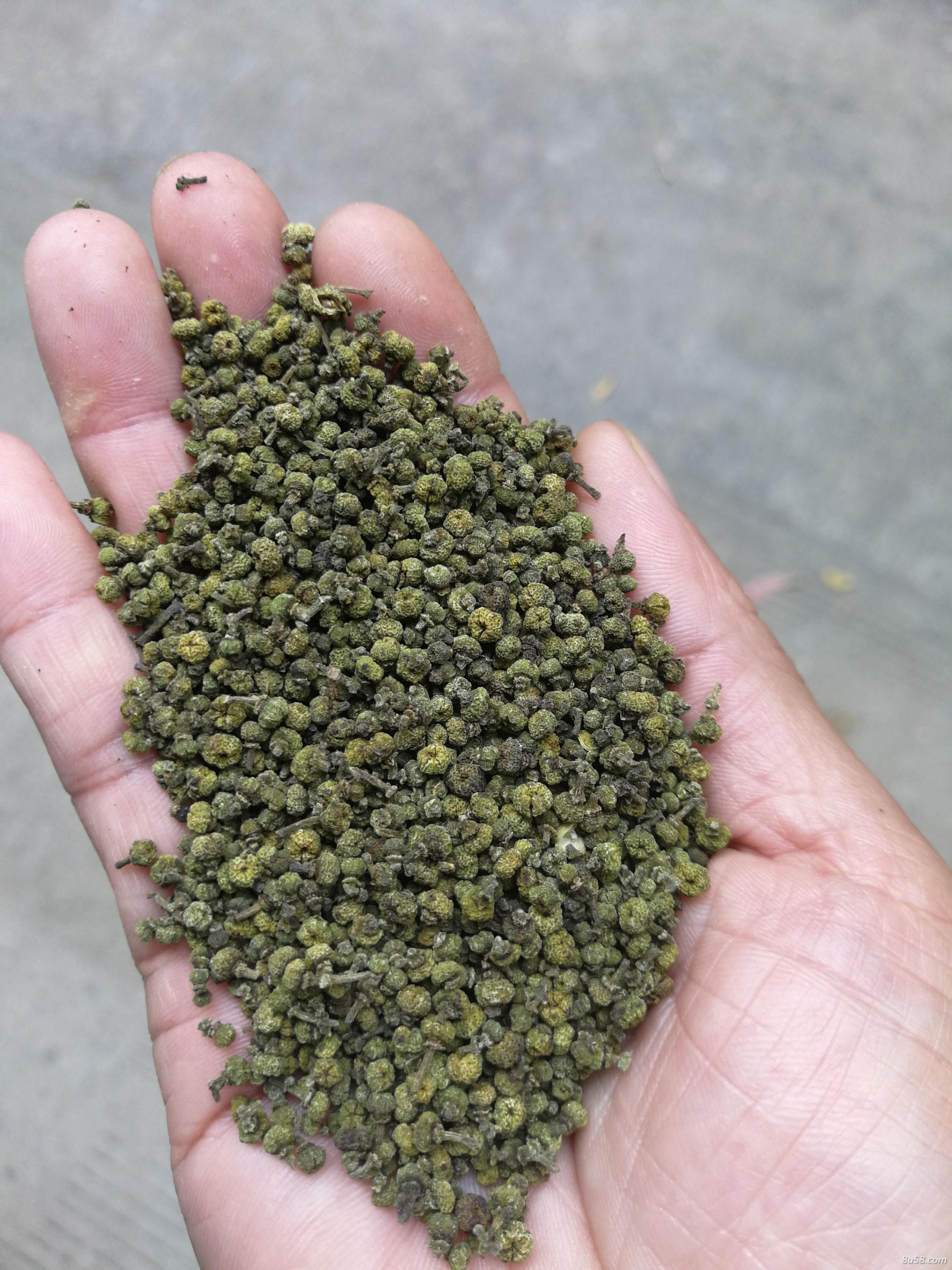 出售吴茱萸