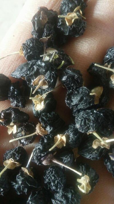 我是一名种植户专业种植黑枸杞