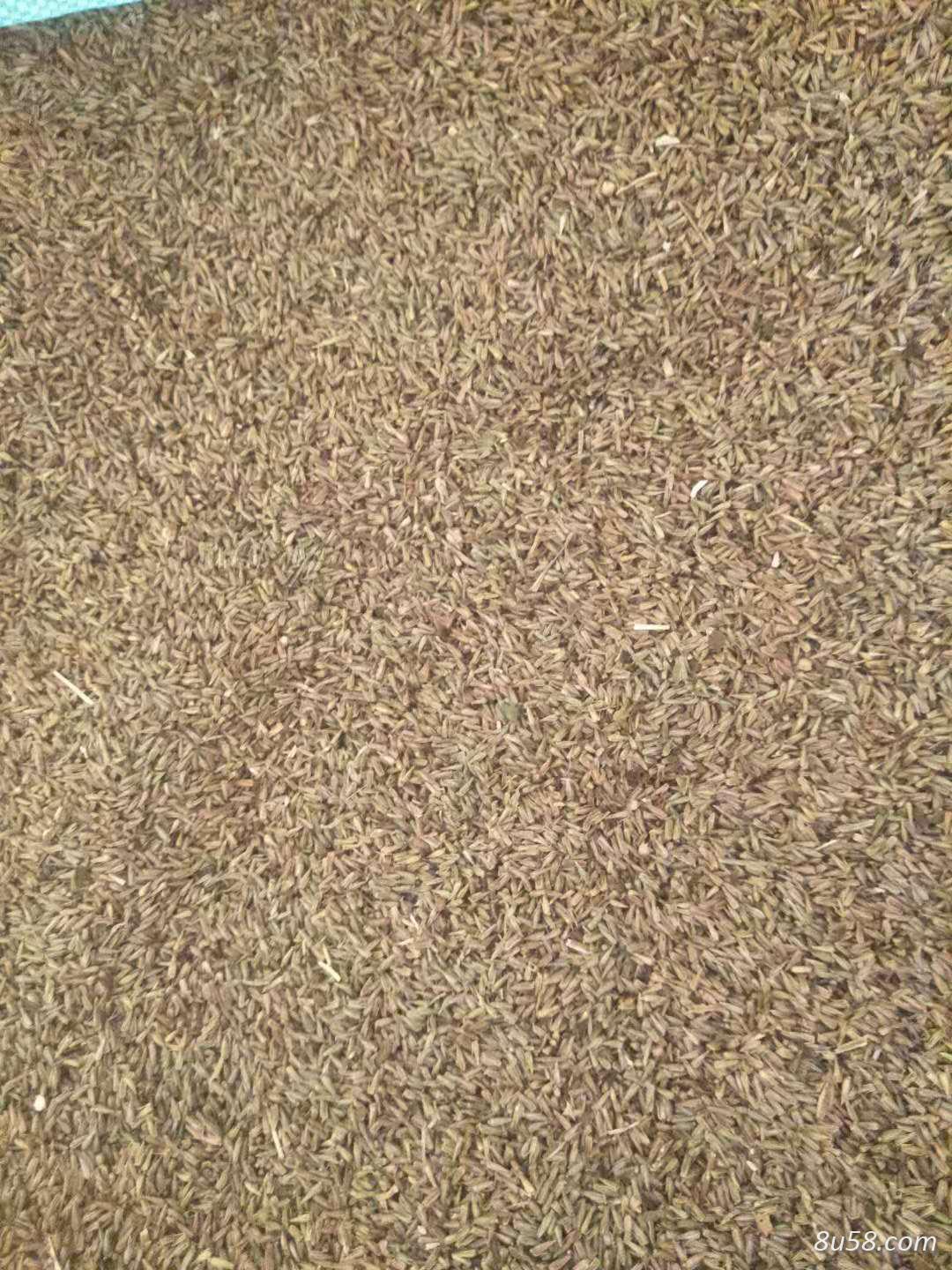 牛膝籽 牛膝籽