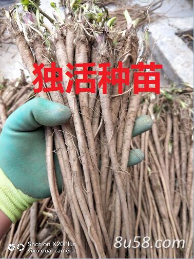 独活种苗 独活苗 独活种苗 独活苗