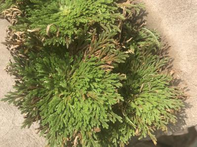 出售卷柏野生九死还魂草