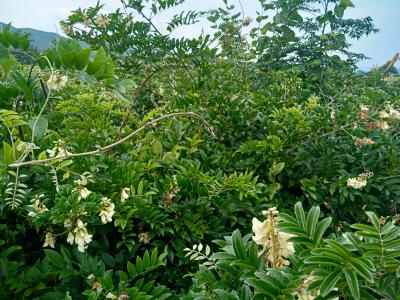 八年牛大力野生状态，现定现挖