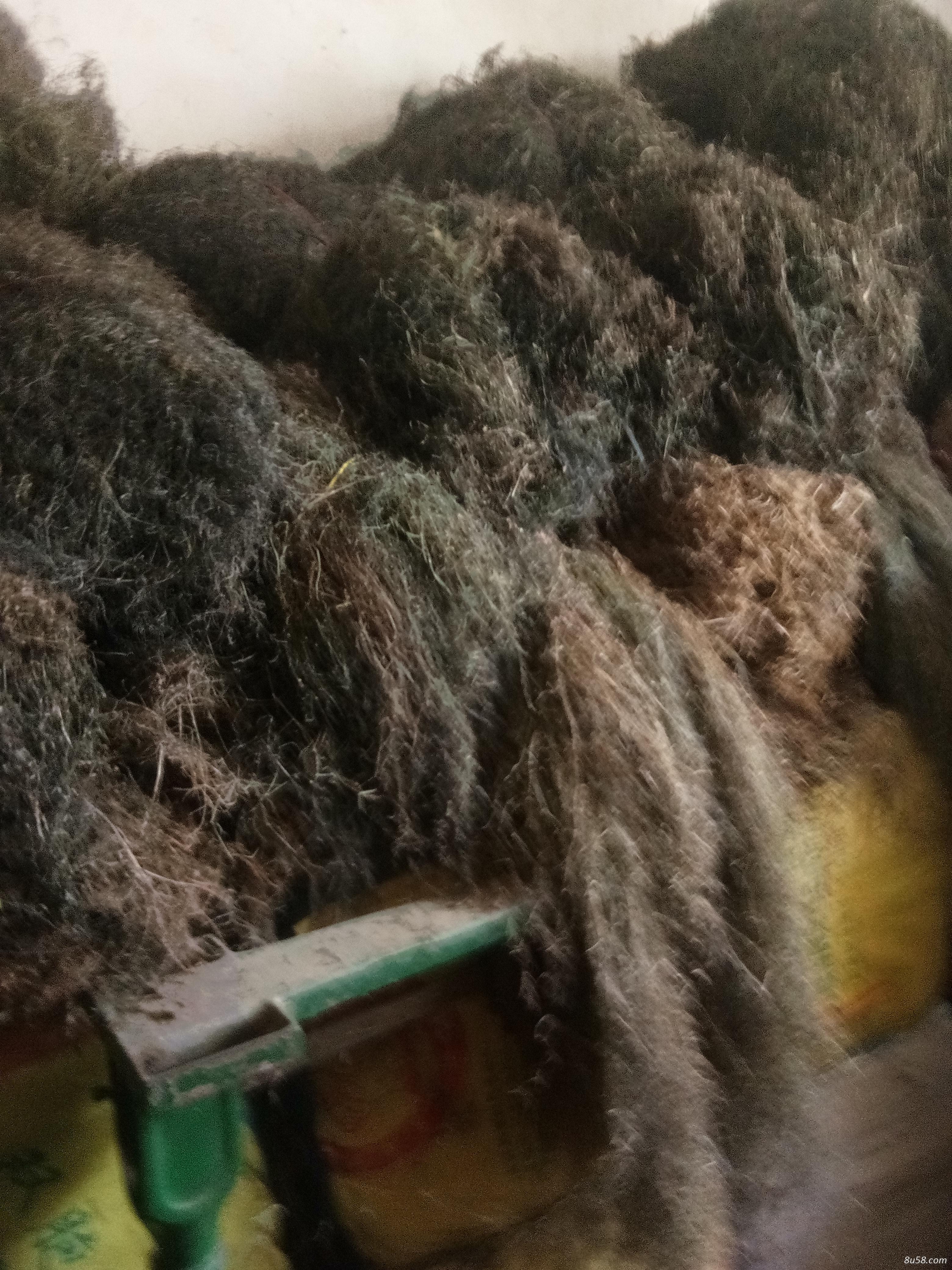 出售白花蛇舌草