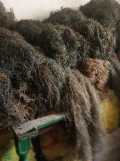 出售白花蛇舌草