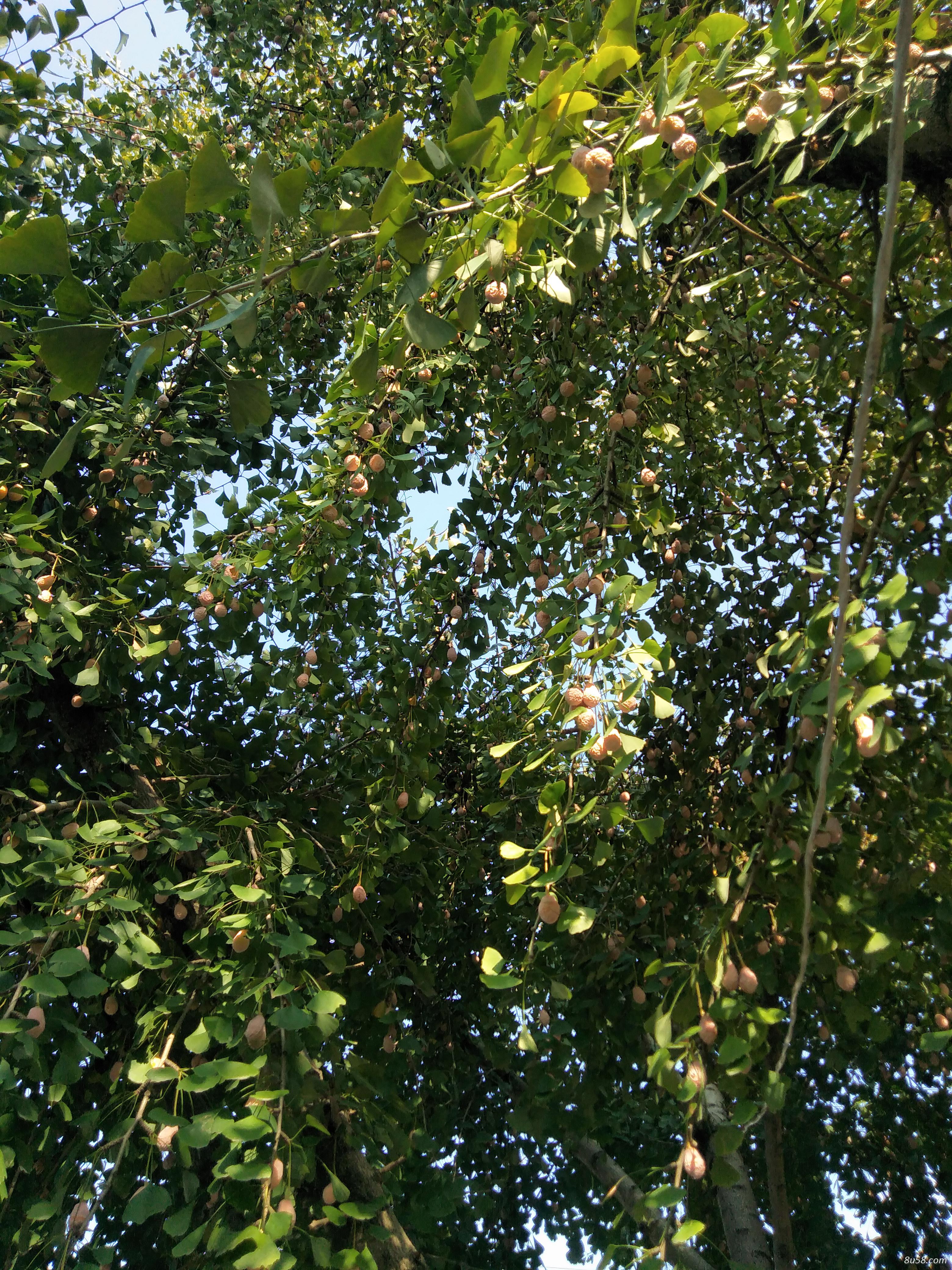 银杏果，俗称白果