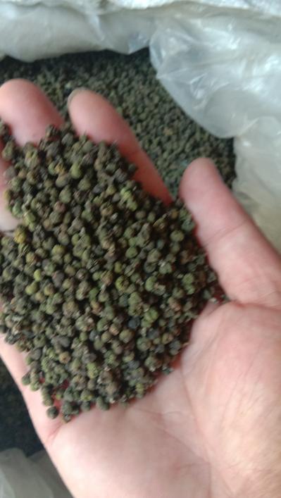 广西柳州中花吴茱萸