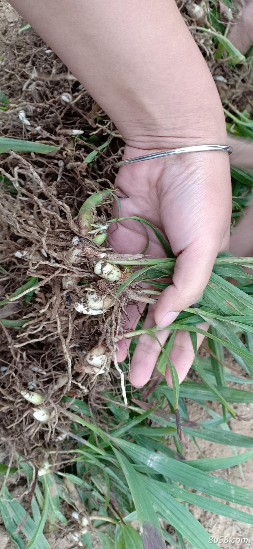 陕西白芨苗、大白芨、三叉紫花白芨、汉中白芨苗、润农白芨苗、驯化苗 陕西白芨苗、大白芨、三叉紫花白芨、汉中白芨苗、润农白芨苗、驯化苗