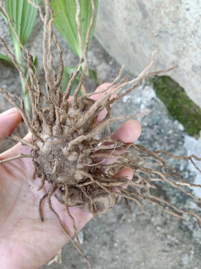 大量新鲜白芨