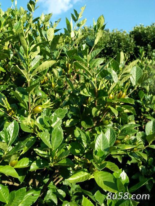 大量出售水栀子 大量出售水栀子