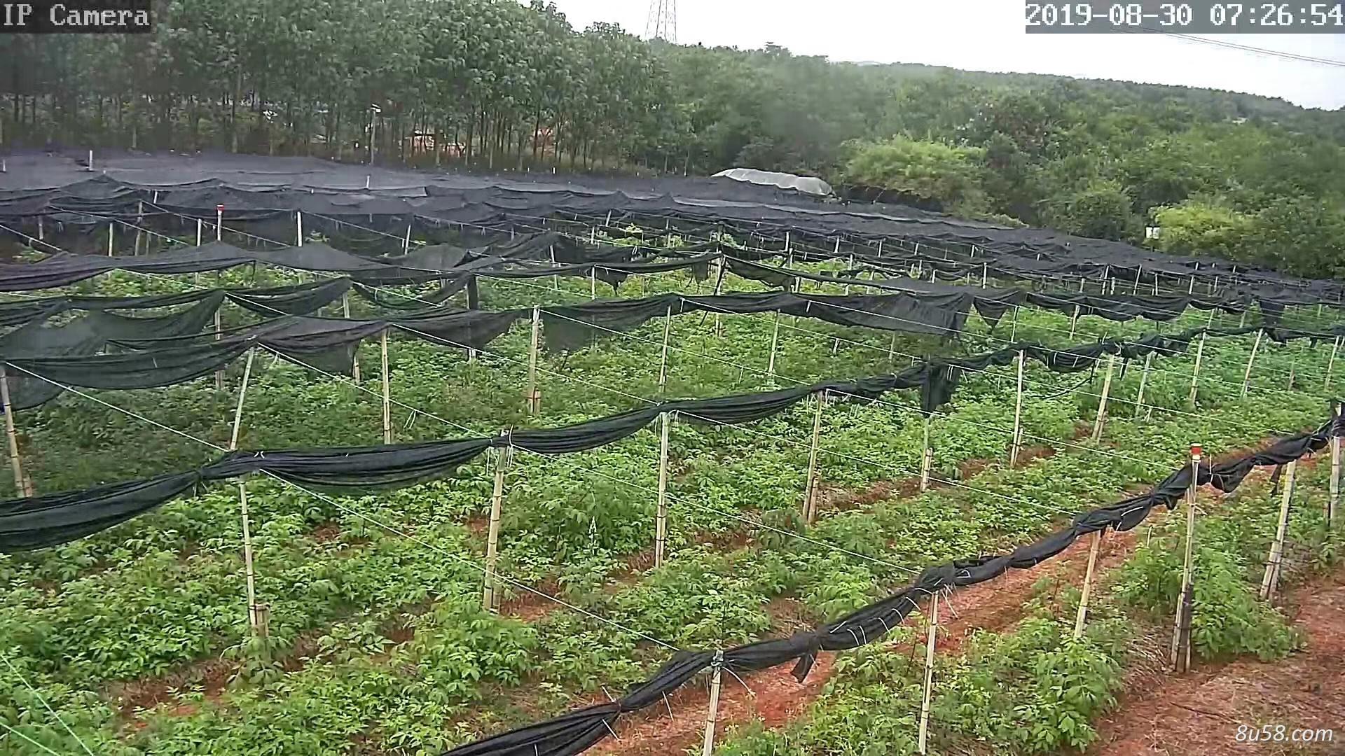 大量出售江西樟树中花吴茱萸扦插苗20万株