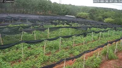 大量出售江西樟树中花吴茱萸扦插苗20万株