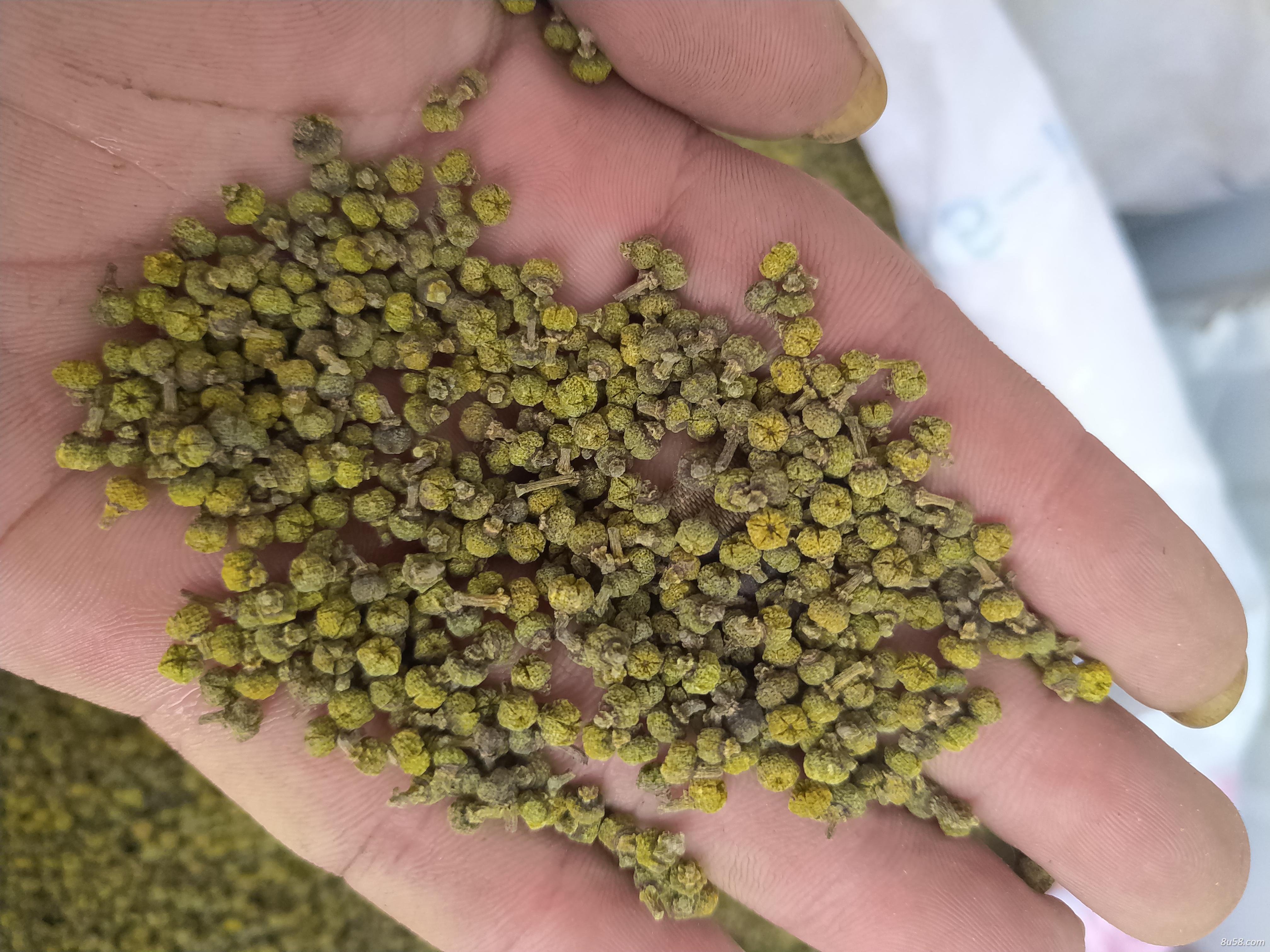 出售江西中花吴茱萸