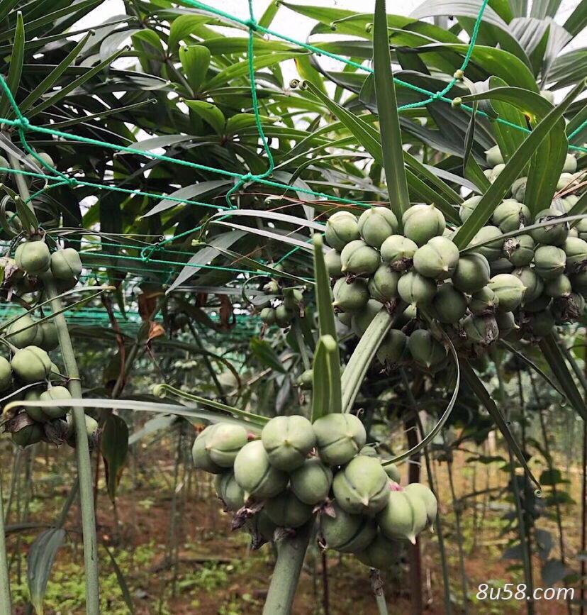 大块头黄精种子 大块头黄精种子