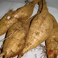 出售鲜粉葛根2000吨 出售鲜粉葛根2000吨