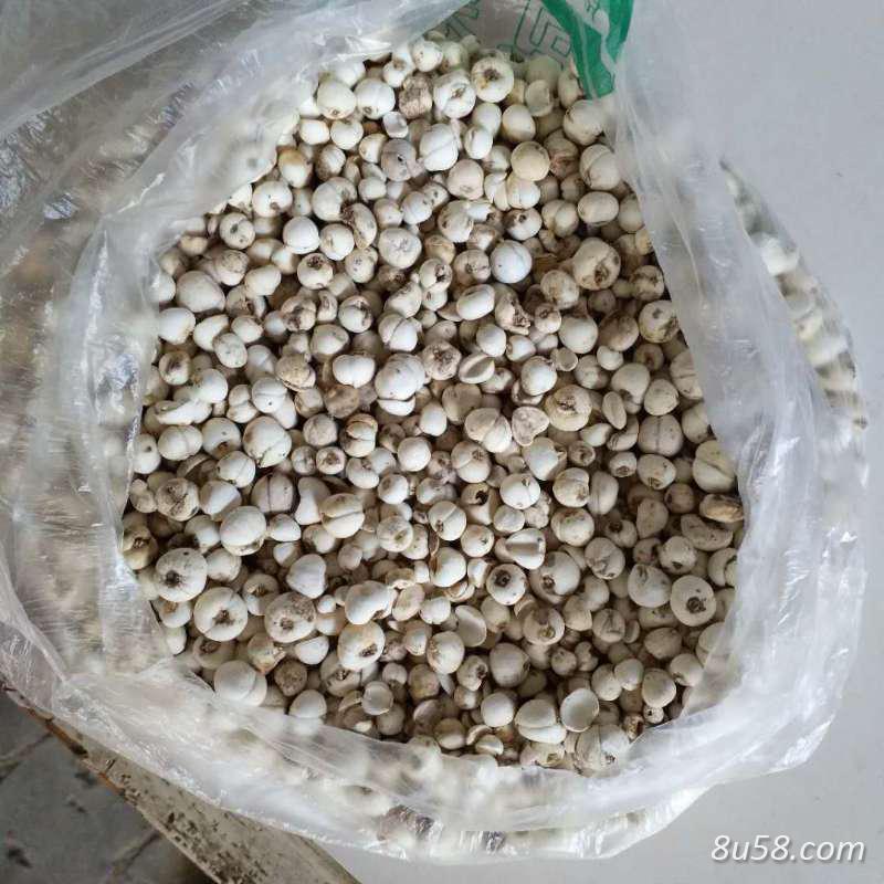 新疆贝母