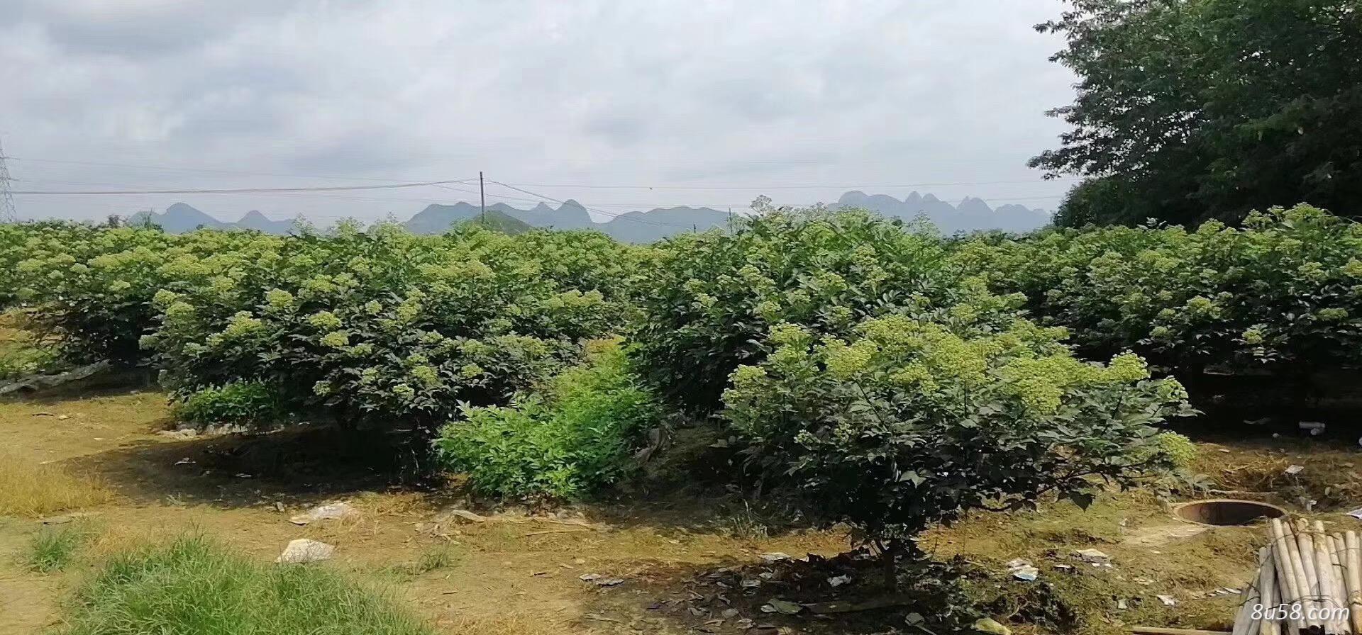 高产中花吴茱萸