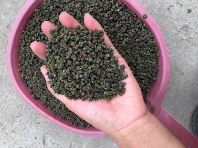 中花吴茱萸