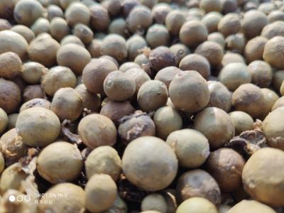 种植基地大量销售带刺芡实，口感籽，水上老子干货，水下老籽干湿都有