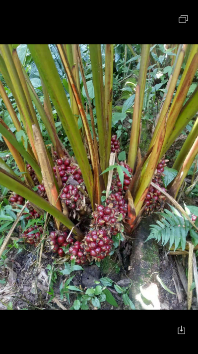 野生草果