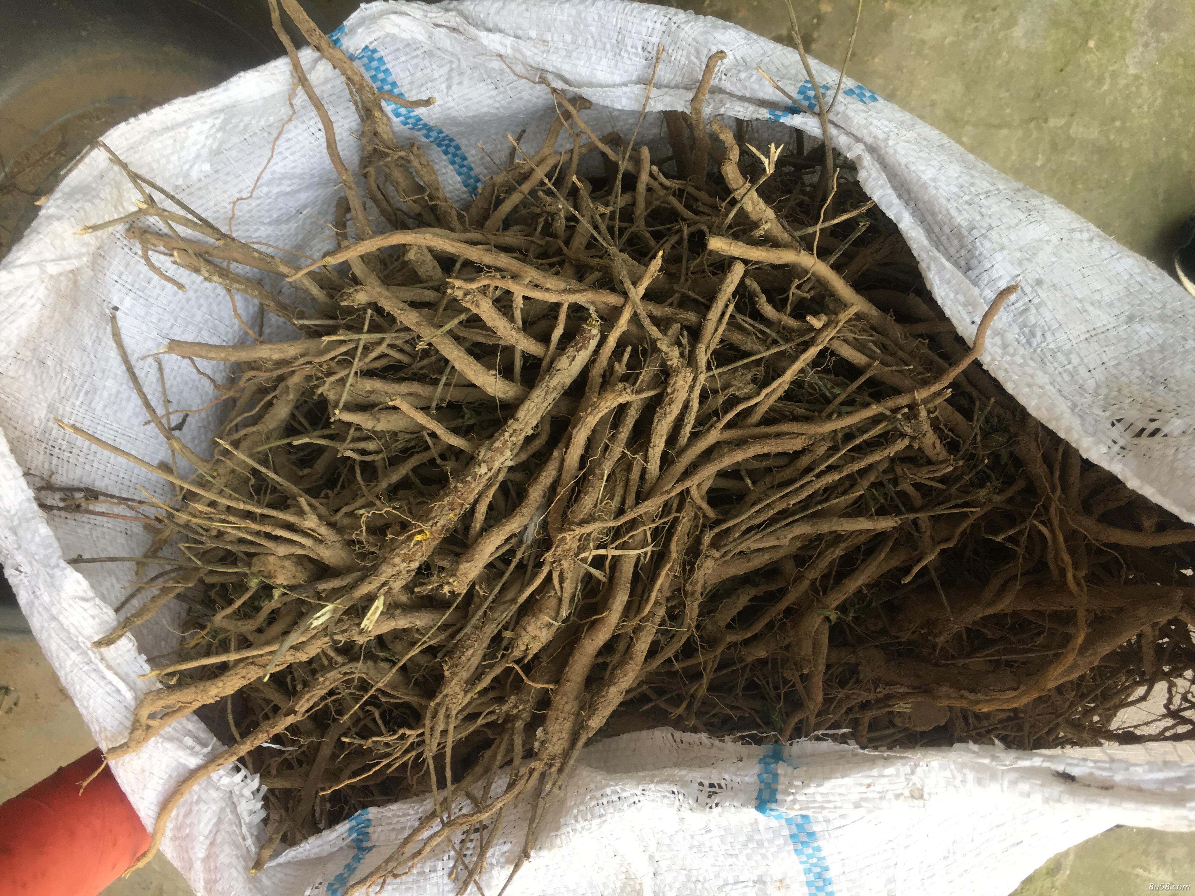 大量出售黄芩