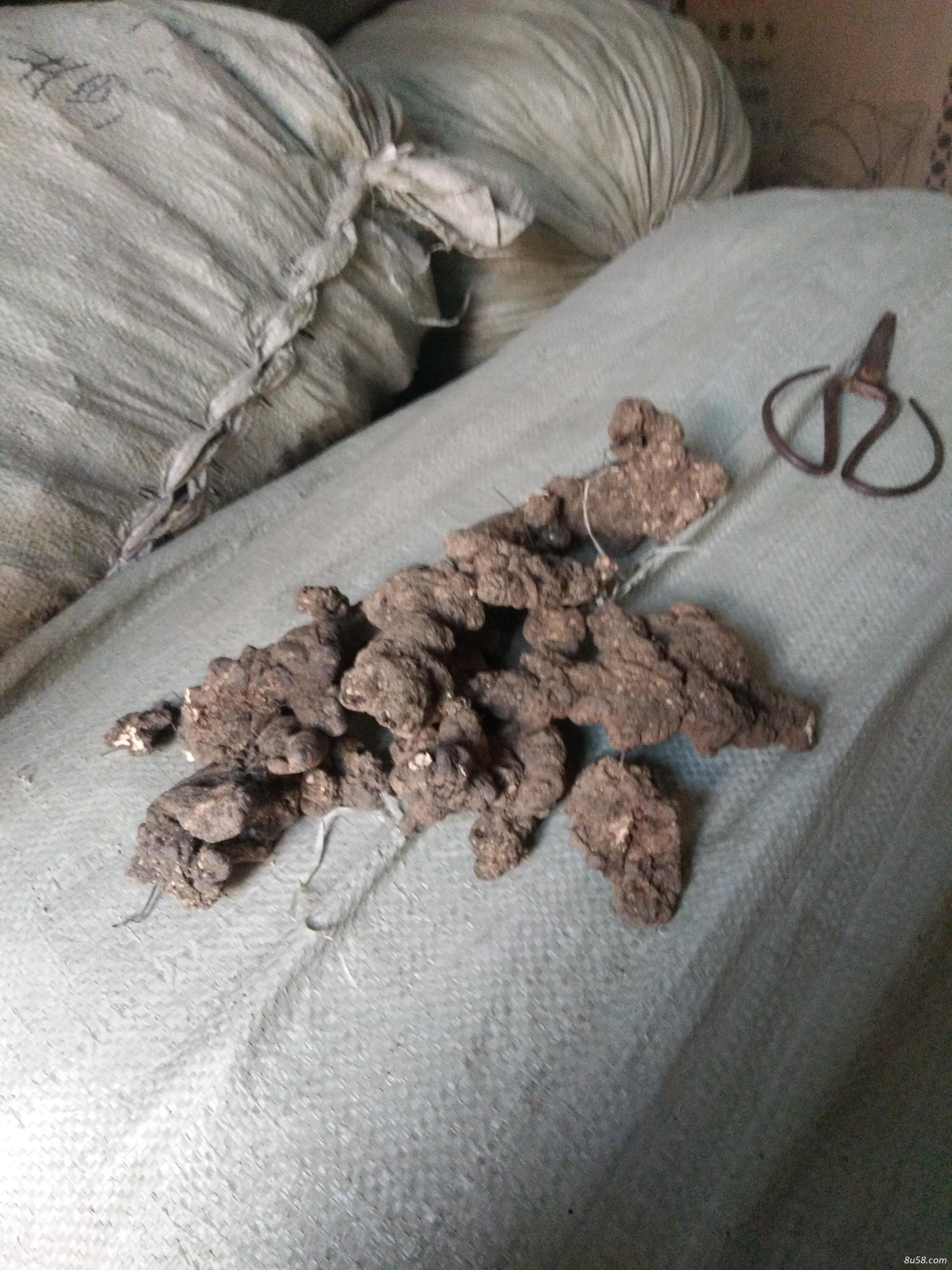 猪苓统个