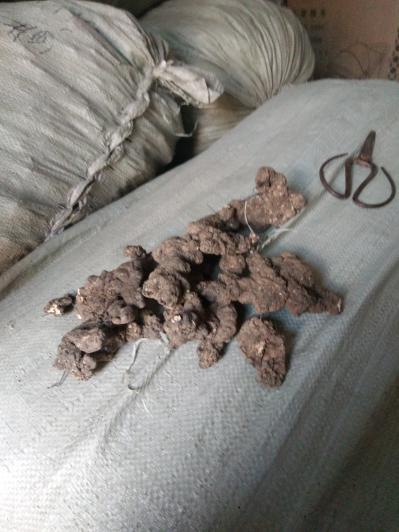猪苓统个