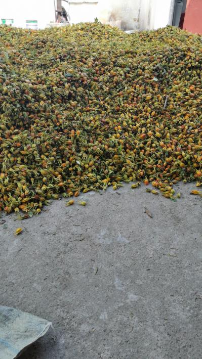 药栀子大量现货急抛