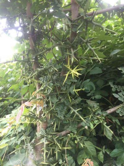 野生皂角中刺大刺