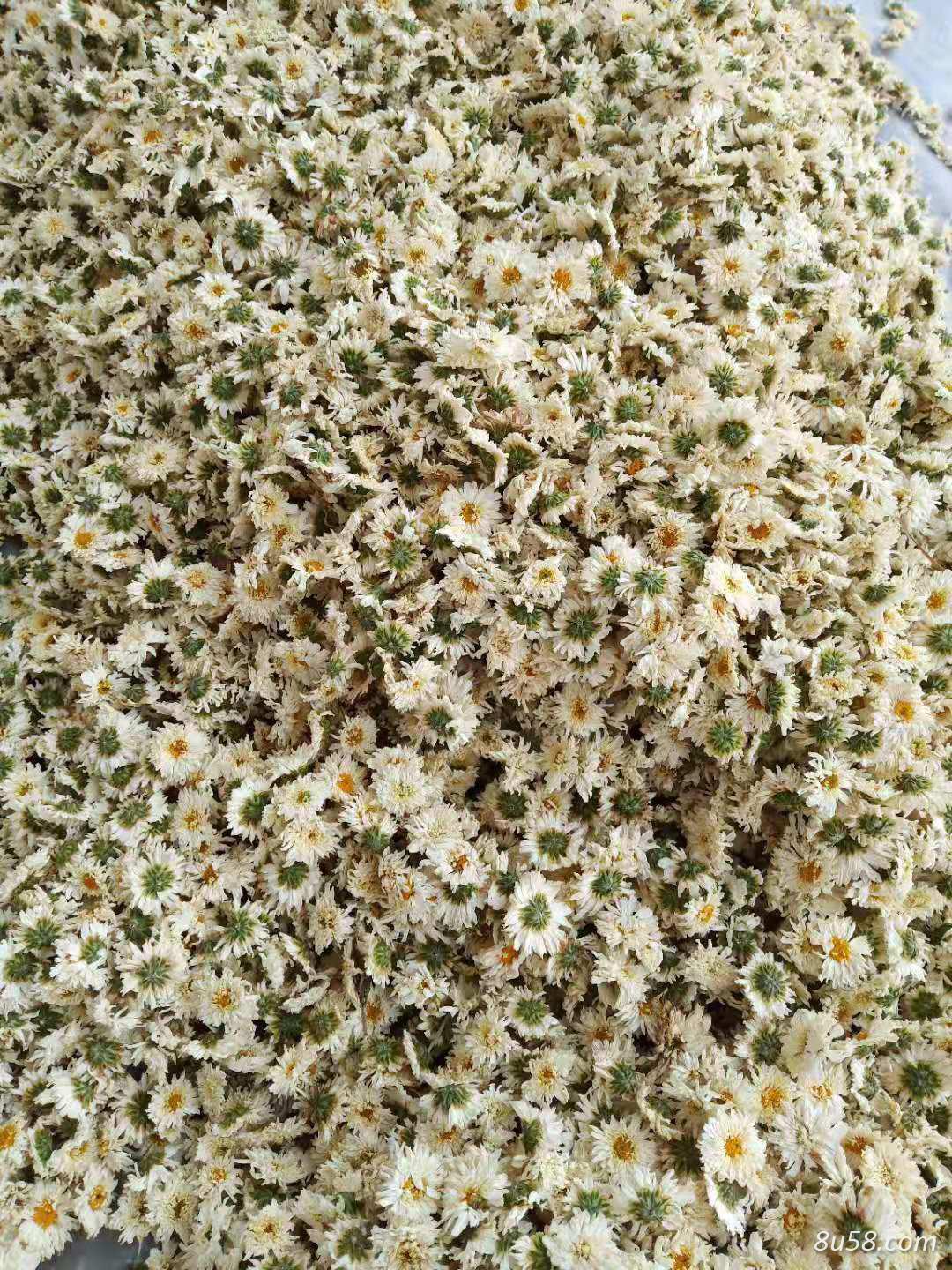 黄山贡菊，七月菊销售