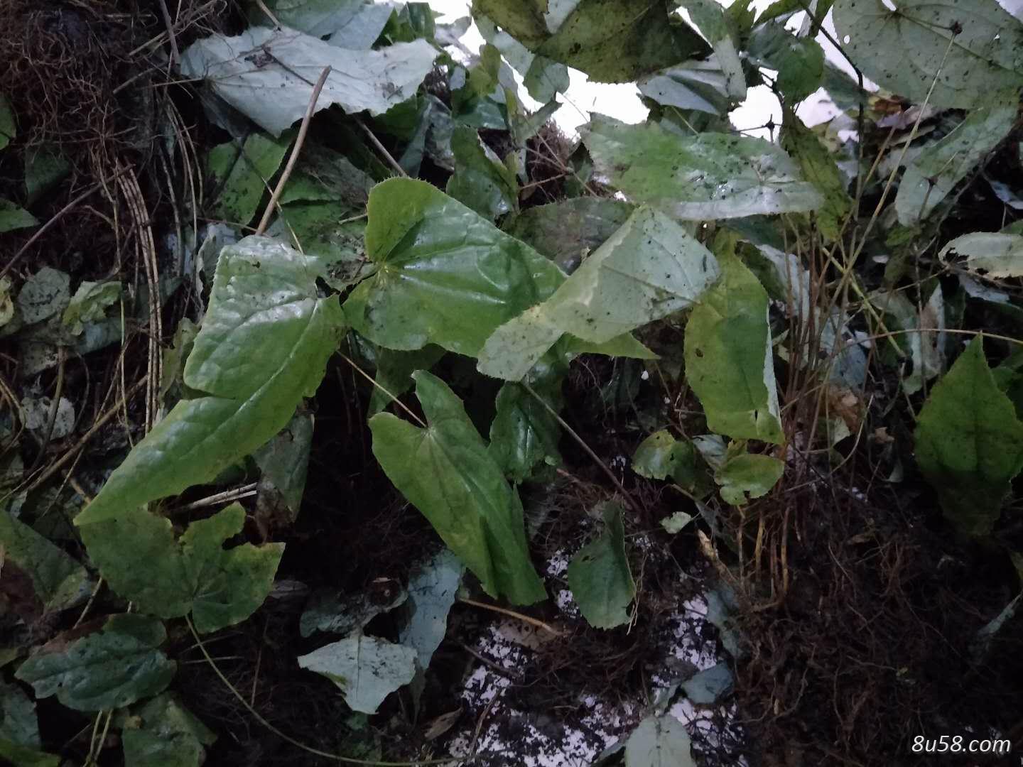 淫羊藿种苗