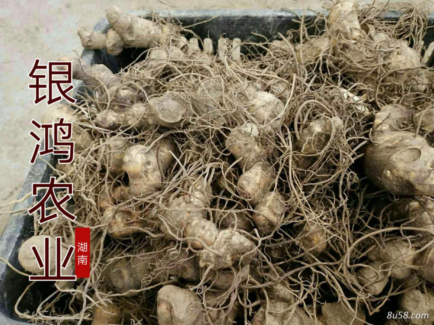 黄精玉竹药材——促发展谈合作,银鸿农业市场深耕耘 黄精玉竹药材——促发展谈合作,银鸿农业市场深耕耘