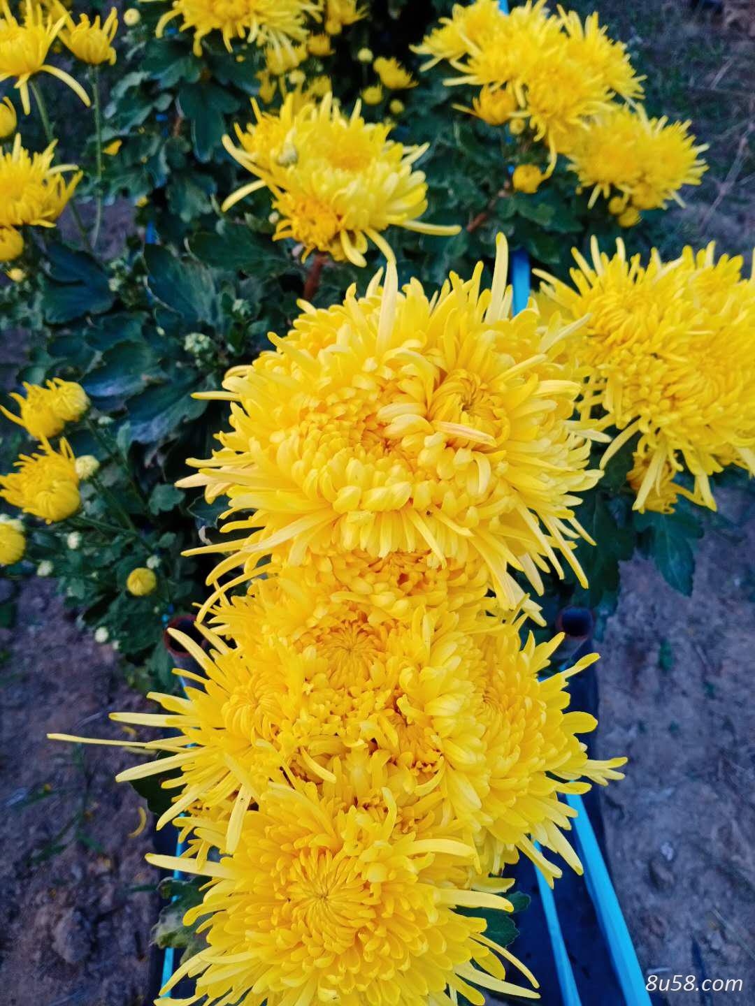 金丝黄菊小苗,贡菊小苗销售.