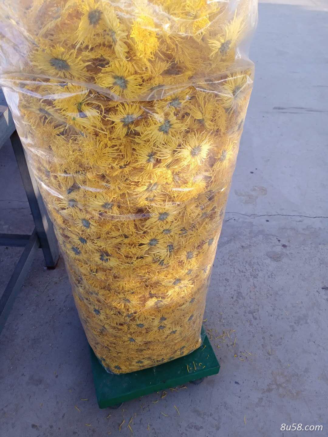 金丝皇菊销售