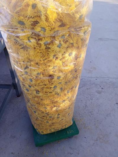 金丝皇菊销售