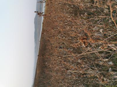 大量野生苍耳子