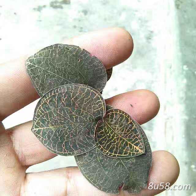 金线莲