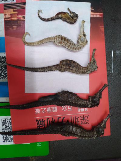 海马