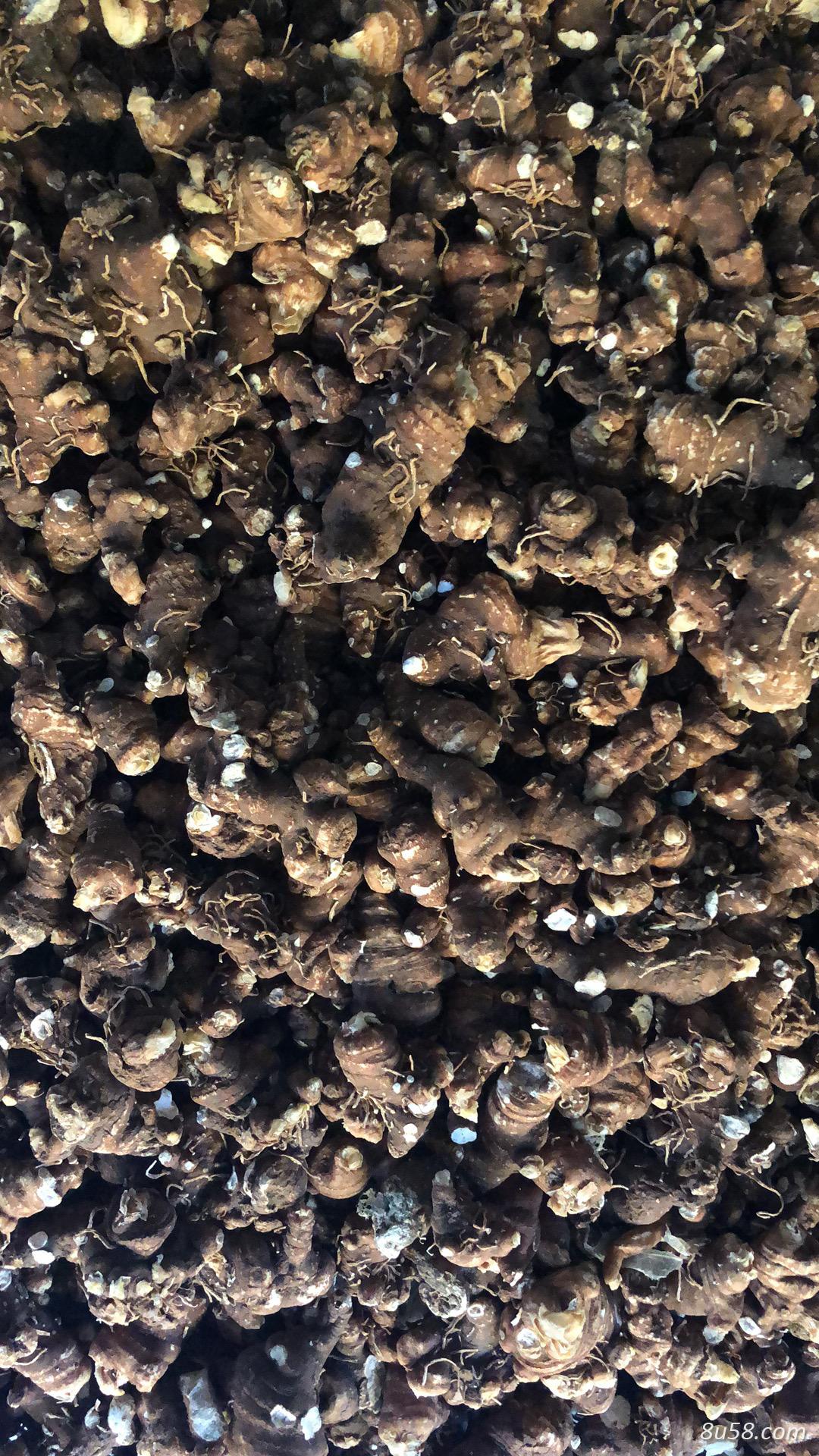 重楼干货大量出货 尚有大量货可出。价格好的老板加我